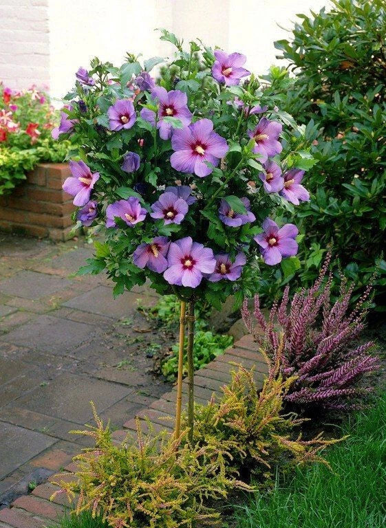 Pink Rose of Sharon Live Plant Plugs - Hardy Hibiscus Syriacus with Beautiful Pink Blooms