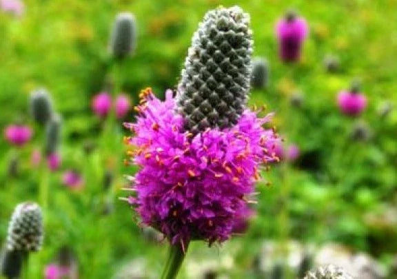 Purple Prairie Clover Seeds - 100 Pack - Dalea purpurea Native Wildflower for Pollinator Gardens