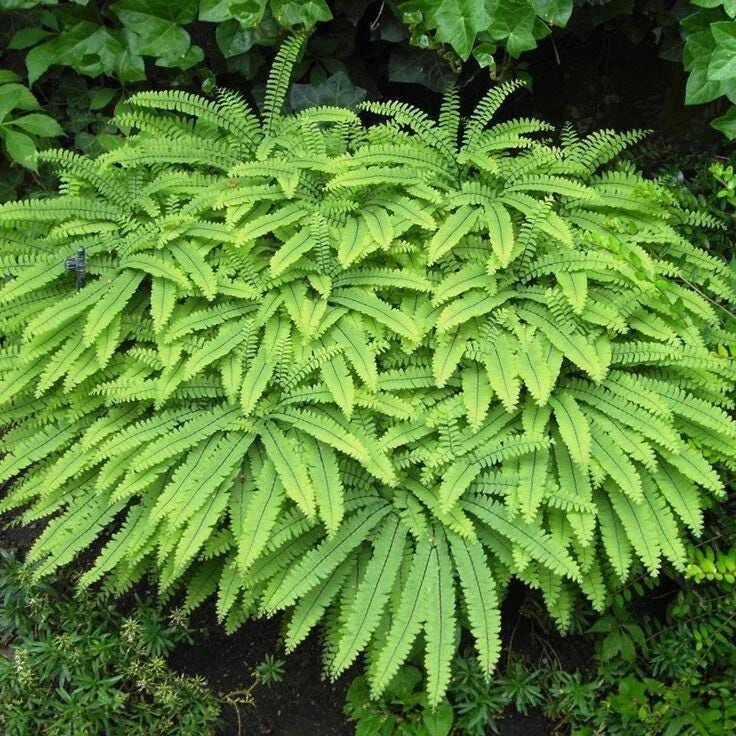 Northern Maidenhair Fern Bare-Root Plant | Adiantum pedatum | Shade Garden Perennial