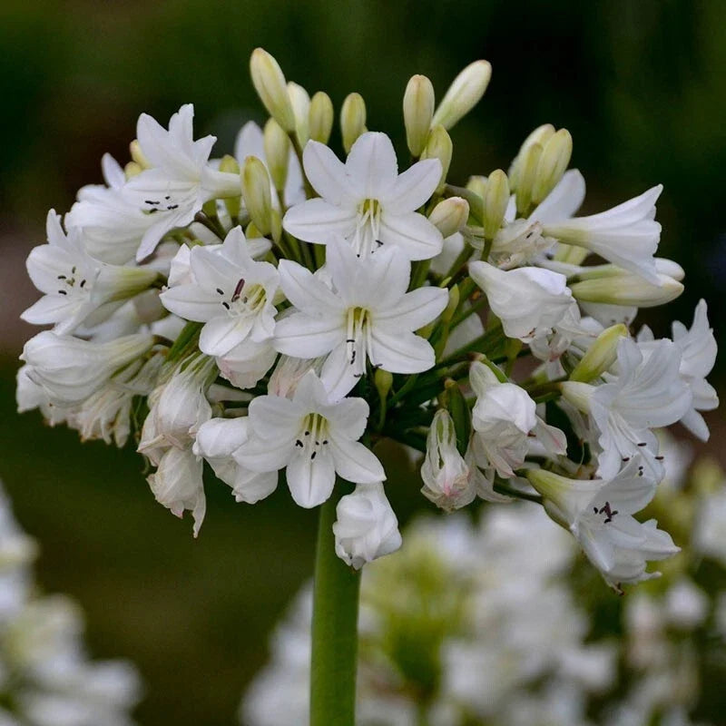 Agapanthus 'Galaxy White' Potted Plants - White Flowering Perennial Bulbs - Hardy Garden Plants - Agapanthus africanus