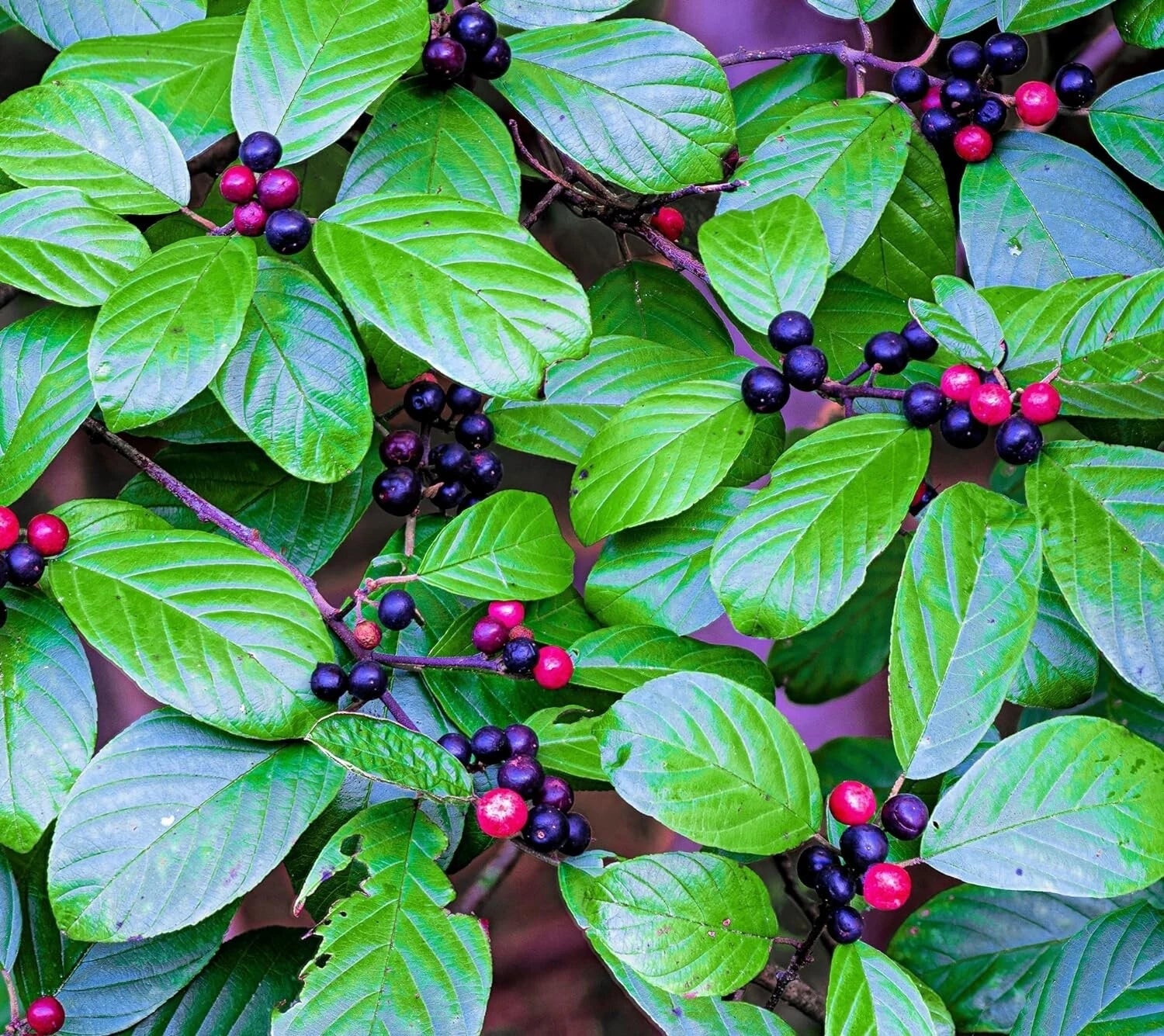 Carolina Buckthorn Seeds - 15 Pack - Native Rhamnus caroliniana for Planting - Indian Cherry, Wildlife-Friendly, Drought Tolerant