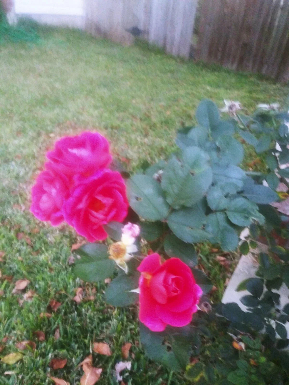 Coral Rose Cuttings - Unrooted Rosa spp. for Year-Round Blooms