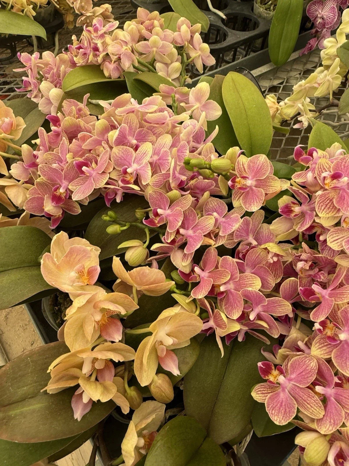 Mini Phalaenopsis Orchid Plant in Bloom - 2-Inch Pot, Colorful Houseplant, Phalaenopsis spp.