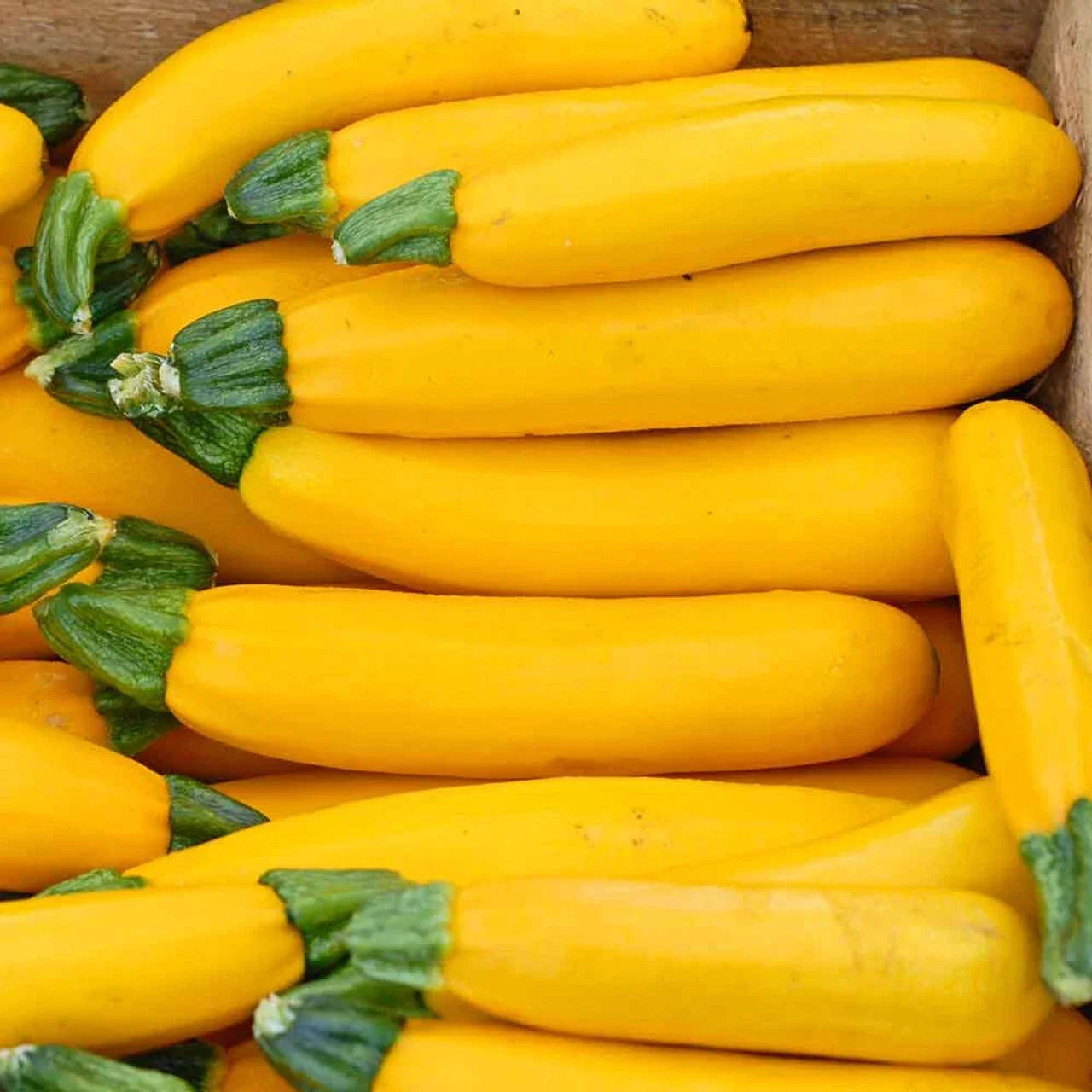 Fresh Premium Golden Zucchini Summer Squash Seeds - 20 Seeds Cucurbita pepo