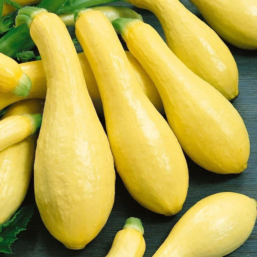 Early Prolific Straight Neck Squash Seeds – Heirloom, Non-GMO Cucurbita pepo, Bush Plant, 25 Seeds