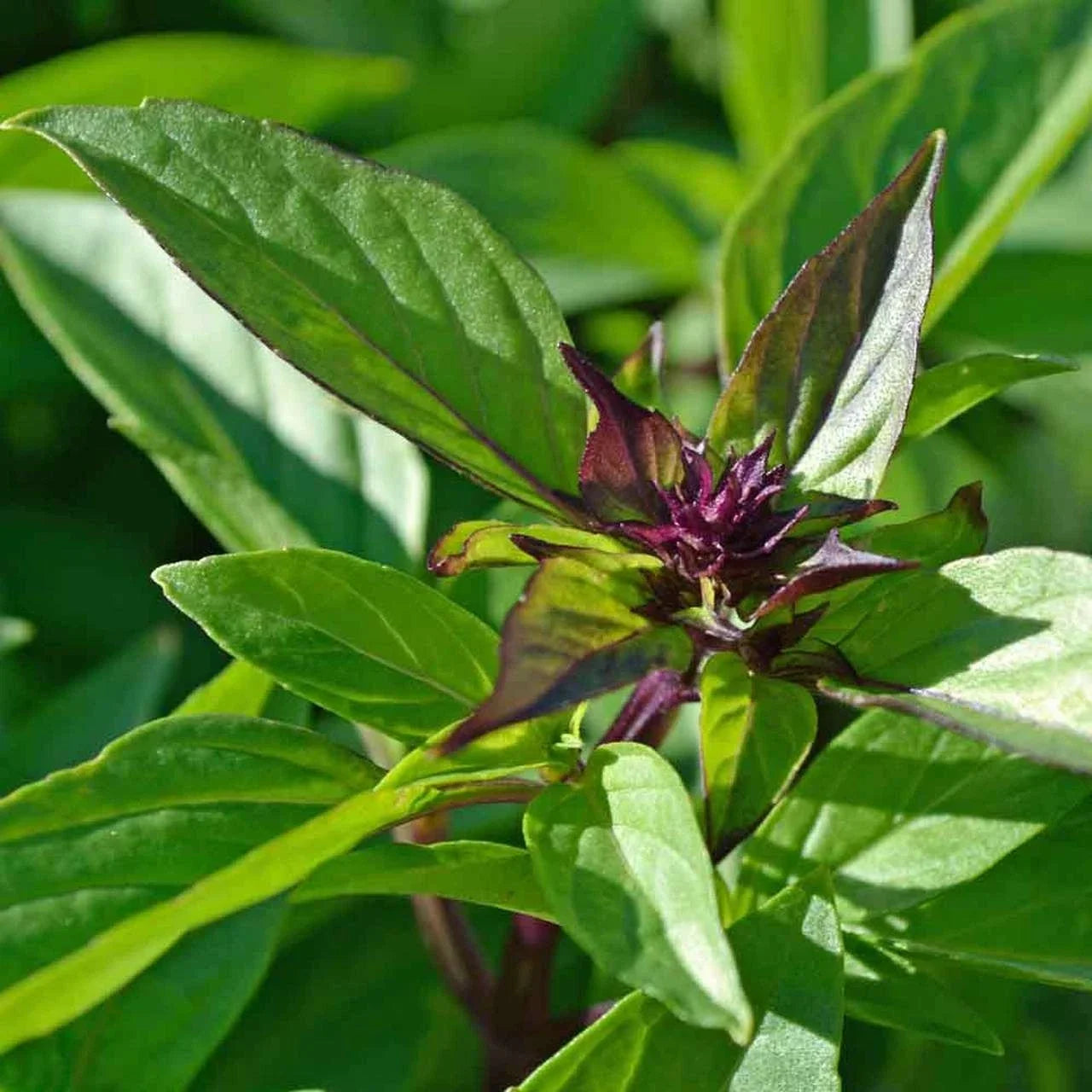 Thai Basil Seeds Pack of 500+ | Asian Herb for Cooking | Ocimum basilicum var. thyrsiflora