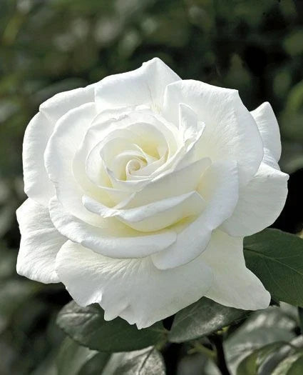Double White Rose Seeds – Perennial Bush Flower Seeds Rosa 'Double White' for Garden, Borders & Containers