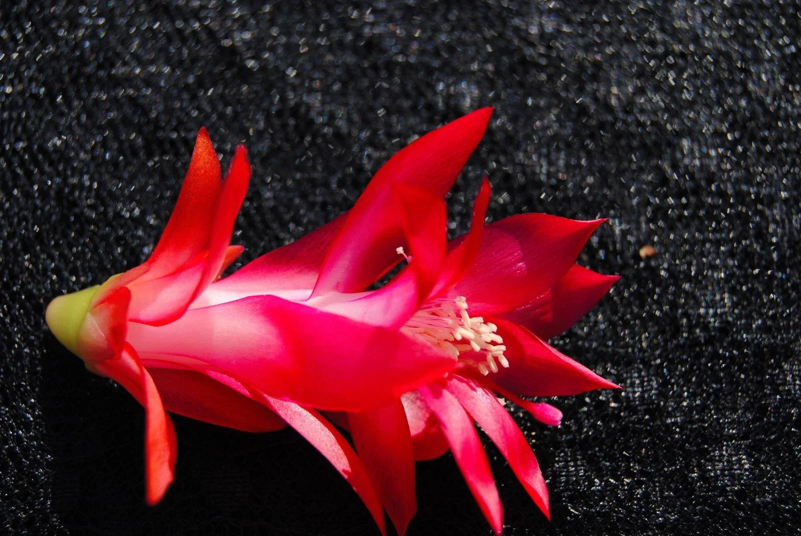 Christmas Cactus Starter Plant – Healthy Well-Rooted Schlumbergera Truncata for Holiday Decor