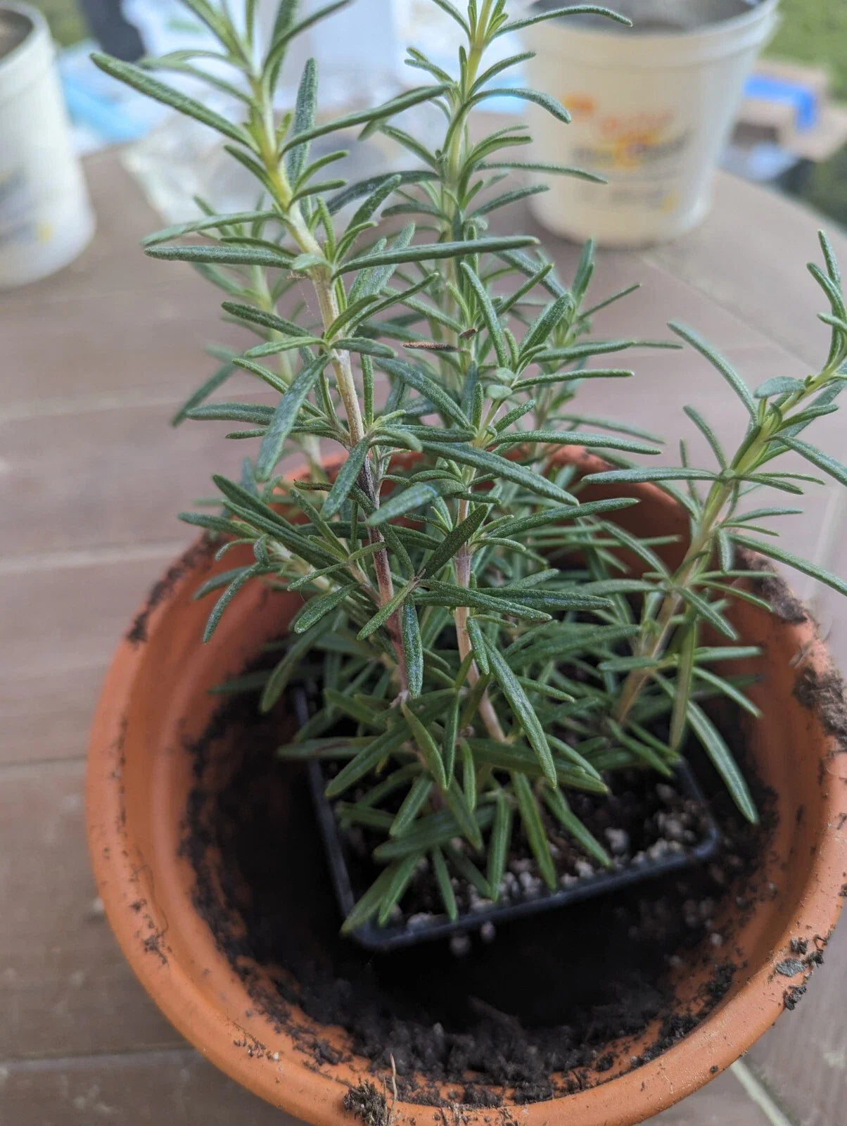 Live Rosemary Cuttings - 5-8 Inches, Well-Rooted Bare Root Salvia rosmarinus Culinary Herb