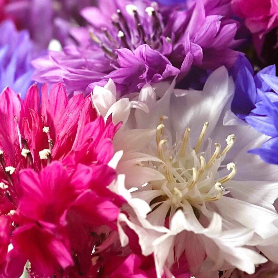 Dwarf Bachelor Button Seeds - Polka Dot Mix - Non-GMO Heirloom - Compact Annual Flowers - Centaurea Cyanus
