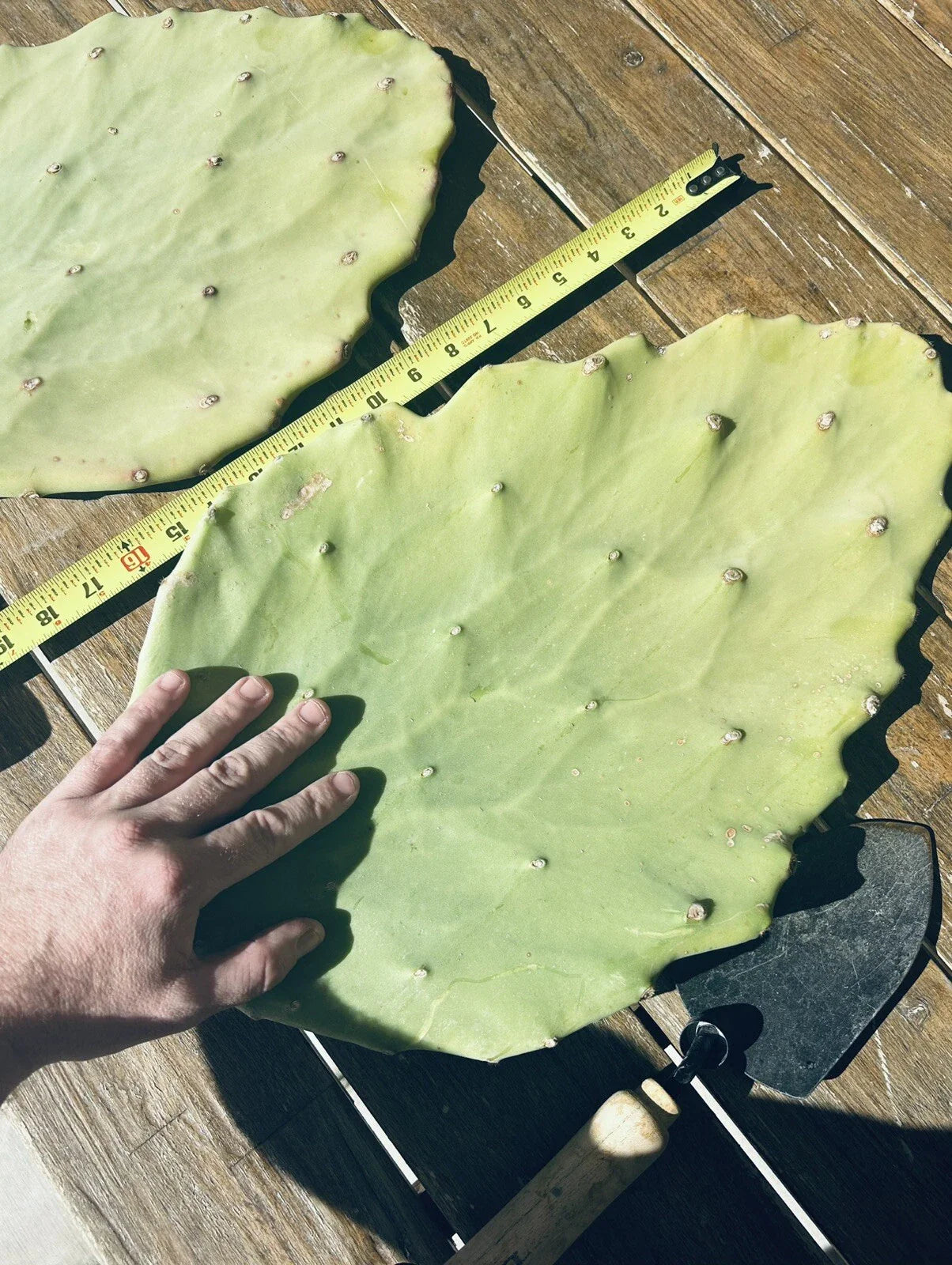 Opuntia Gomei Cactus Cuttings - 6-10 Inch Old Mexico Pear Succulent for Garden & Indoor Decor