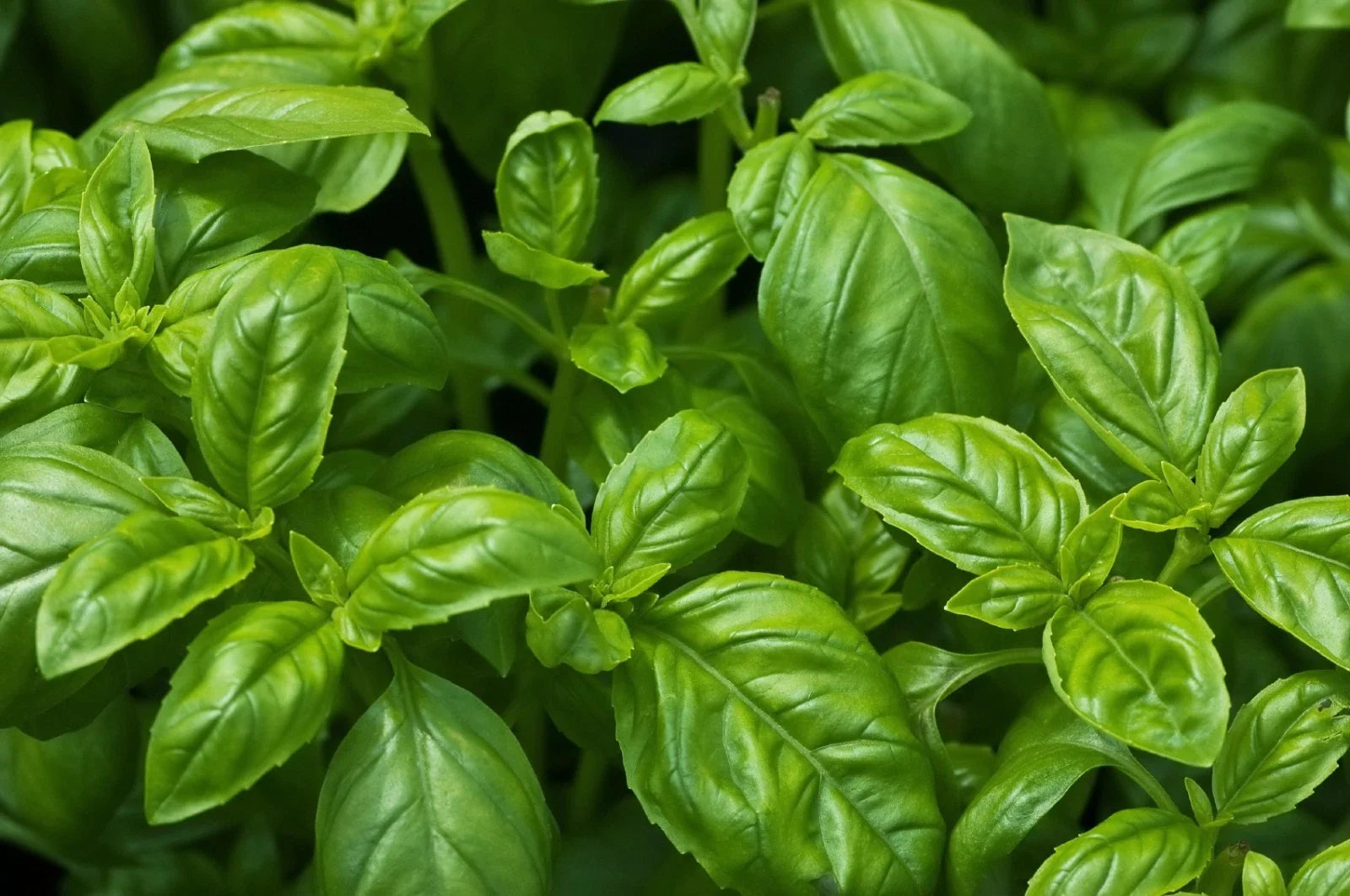 Sweet Basil Seeds - Non-GMO, Easy Grow Herb, Aromatic Green Leaves, Ocimum basilicum Seed Packet