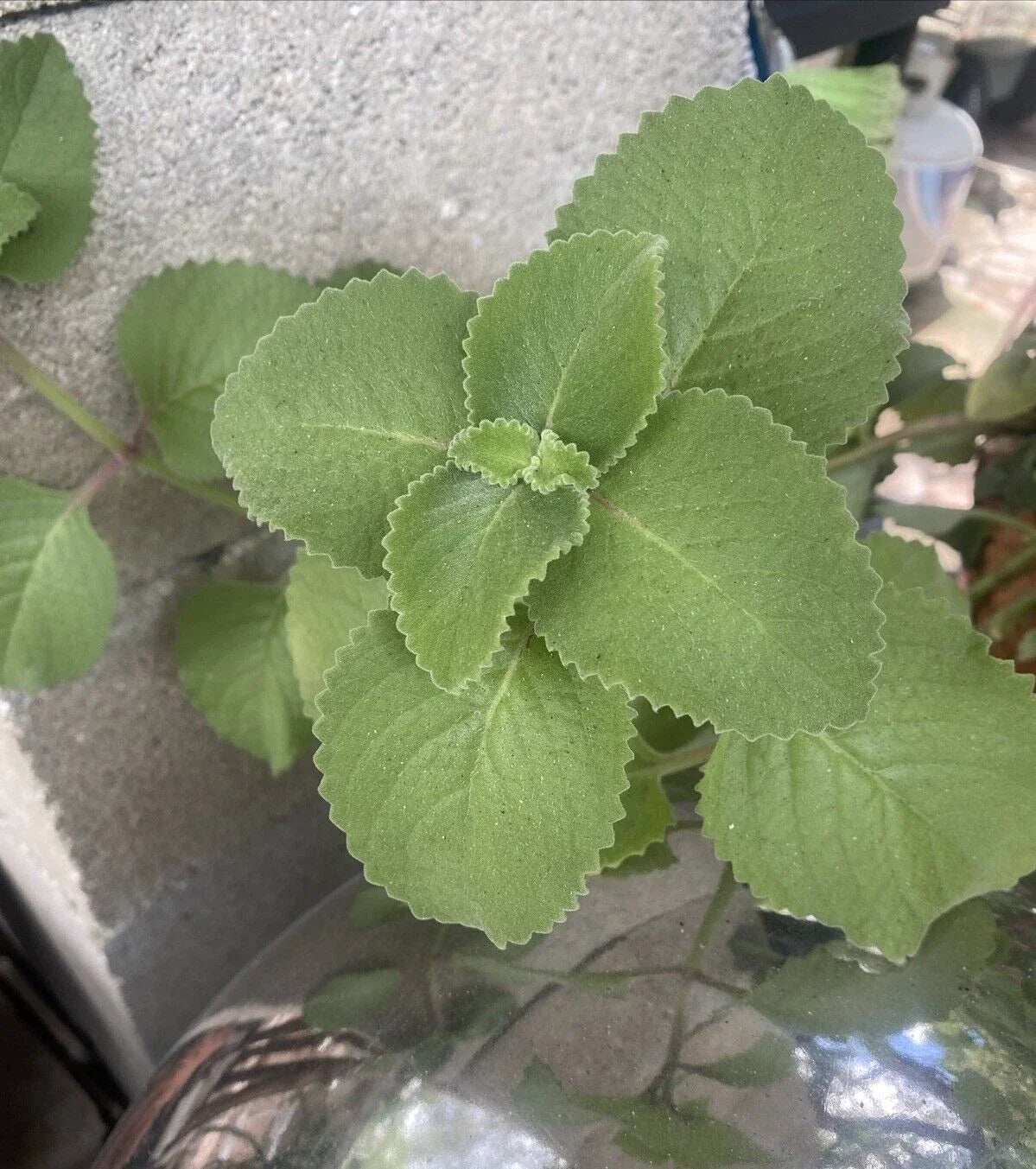 Cuban Oregano Plants - Rooted Herb Set with Mexican Mint & Spanish Thyme - Plectranthus amboinicus