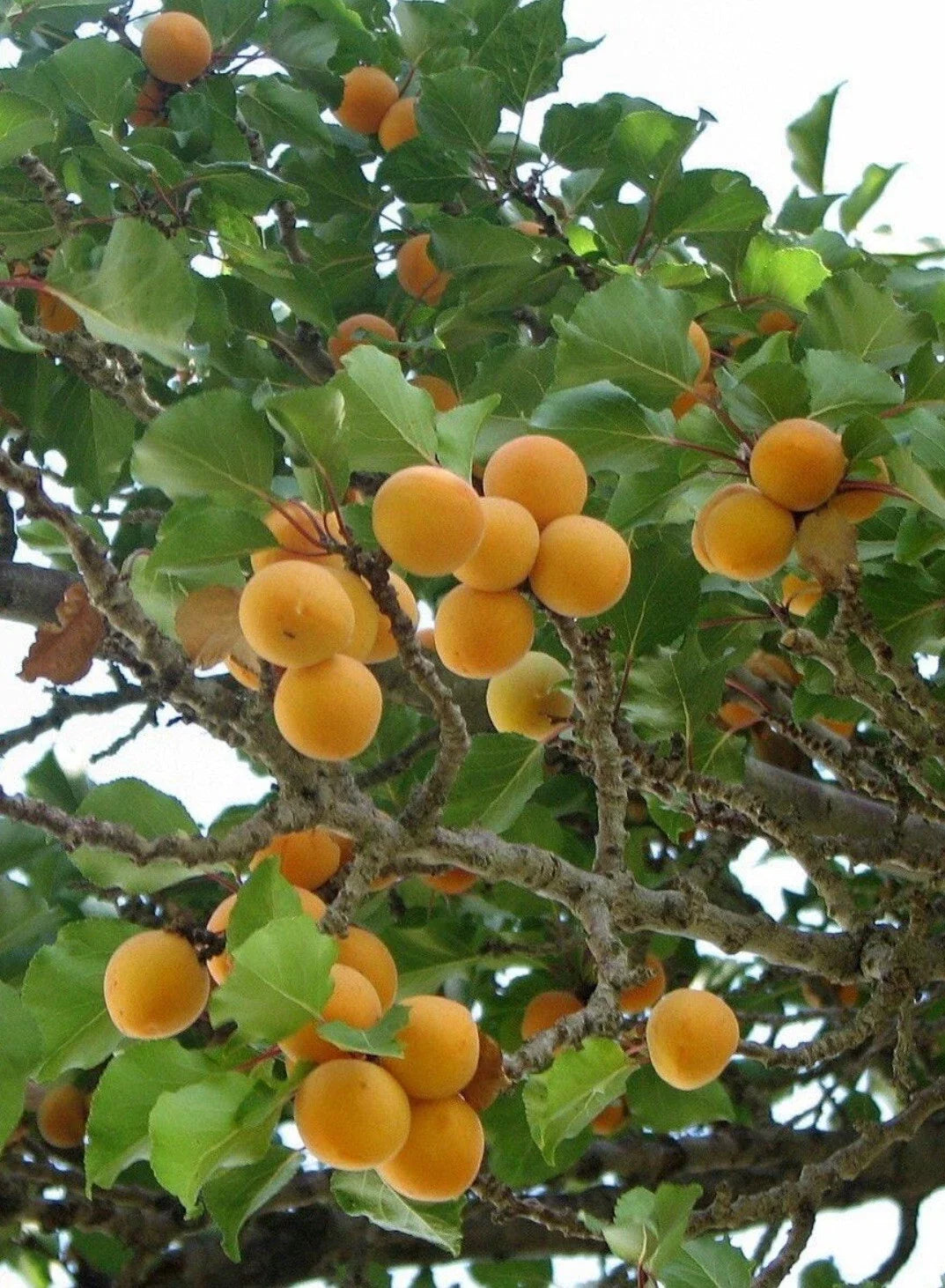 Apricot Tree Cuttings for Rooting, Prunus armeniaca, Grafting Stock, Deciduous Fruit Tree, 12-inch Propagation Cuttings