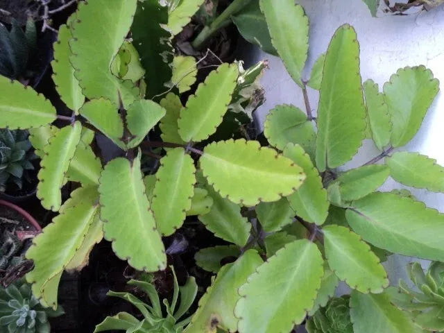 Miracle Plant Cuttings - 5 Stem Bryophyllum pinnatum Life Plant Organic Propagation Indoor Outdoor