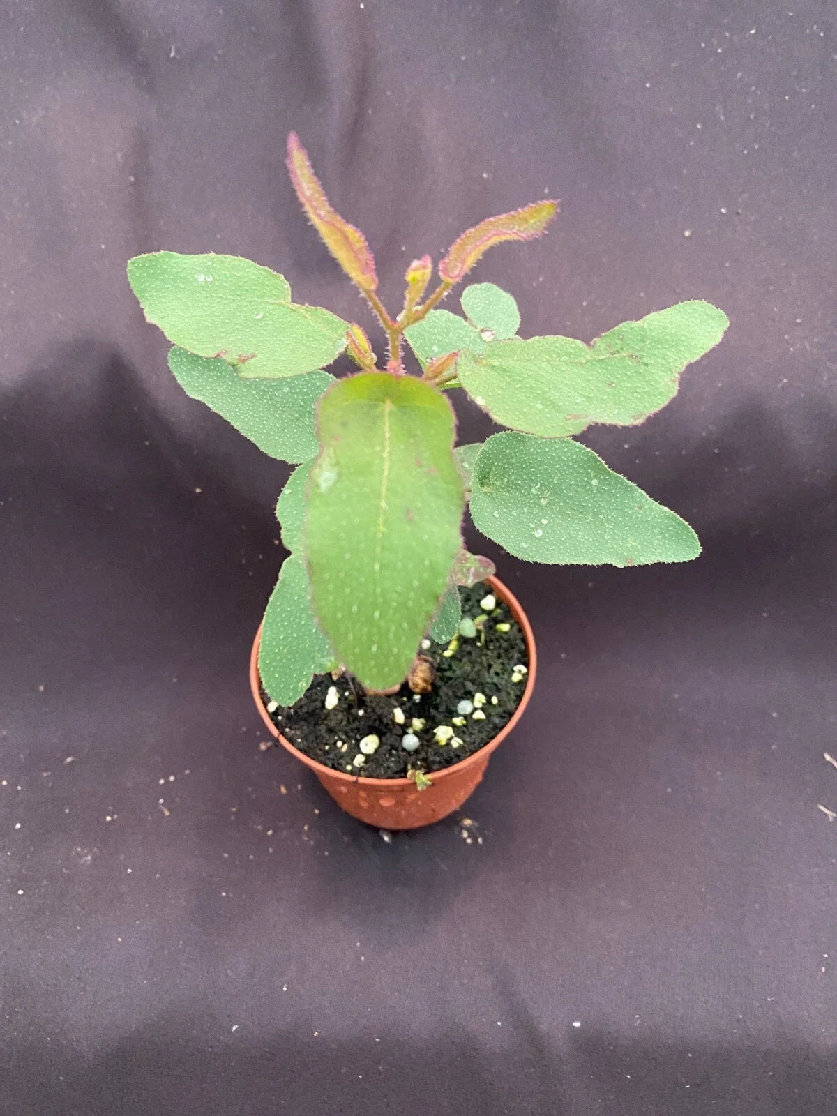 Lemon Eucalyptus Plant 3" Pot Eucalyptus citriodora Rooted Indoor Outdoor Fragrant Greenery