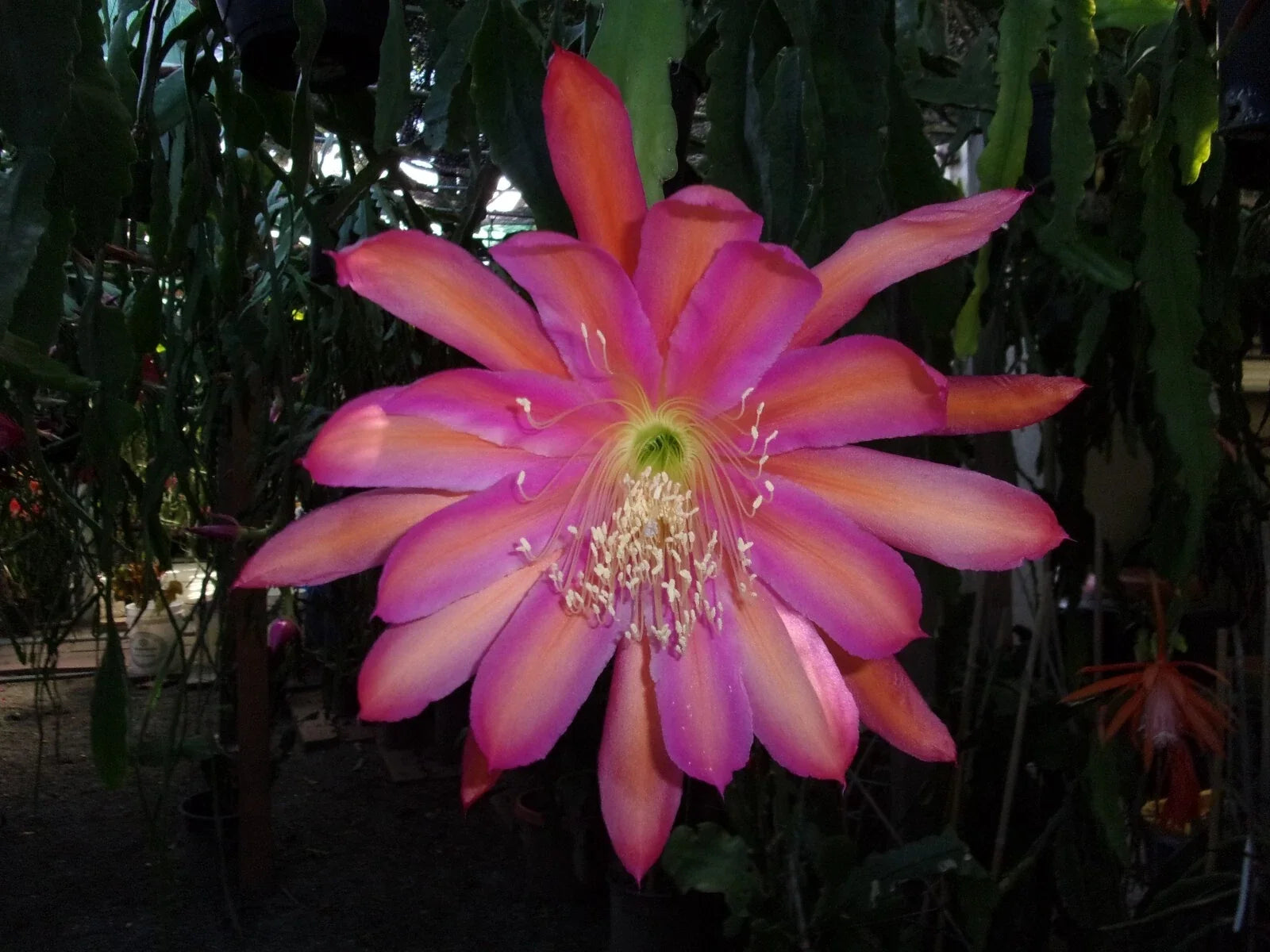 Epiphyllum Orchid Cactus Cutting - Tequila Sunrise Variety - Exotic Houseplant for Indoor & Outdoor Gardening