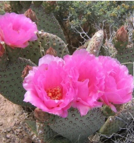Beaver Tail Cactus Opuntia basilaris 1 Pad with Pink Flowers - Drought-Tolerant Succulent Plant