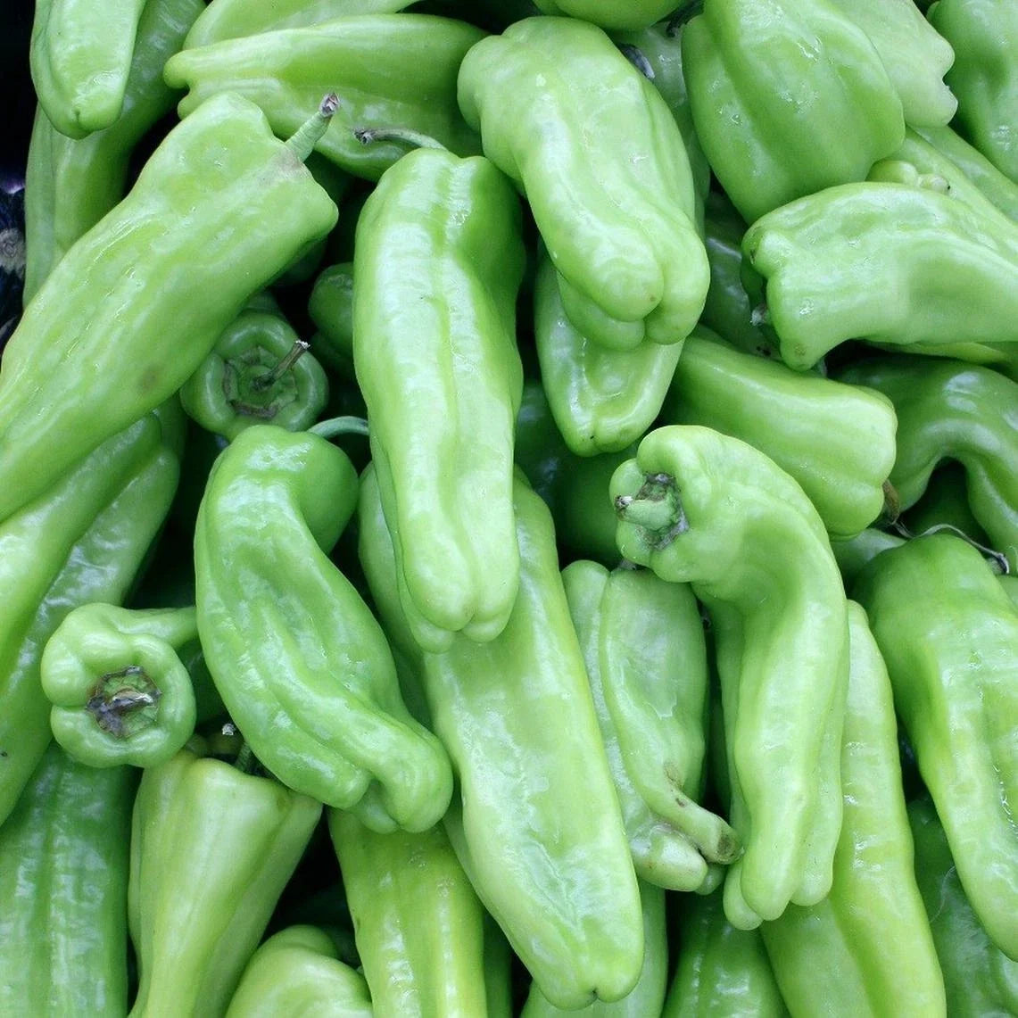 Cubanelle Pepper Seeds – Non-GMO Vegetable Seeds, Capsicum annuum, Sweet Mild Flavor, 50+ Packets, USA Seller, Free Shipping