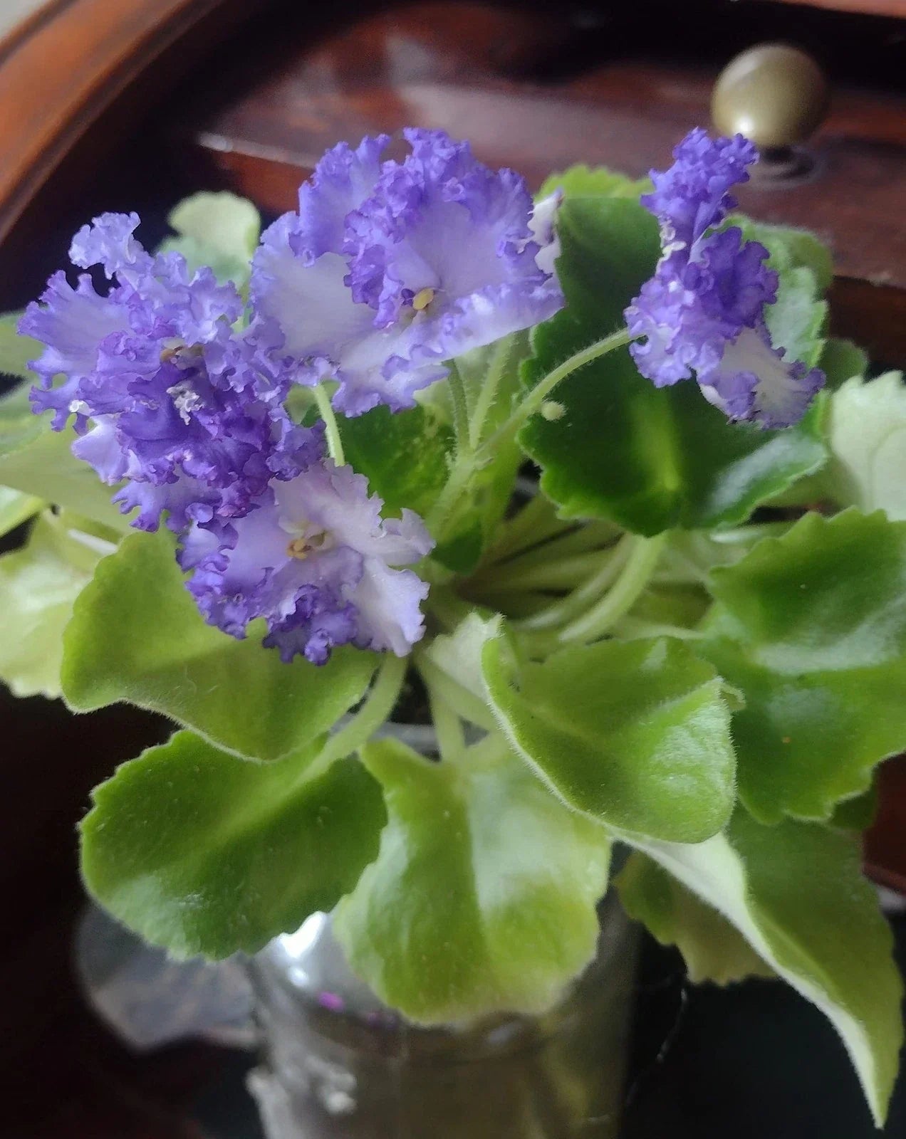 African Violet Cuttings LE Zoryane Syajvo - 2 Unrooted Leaves for Indoor Propagation
