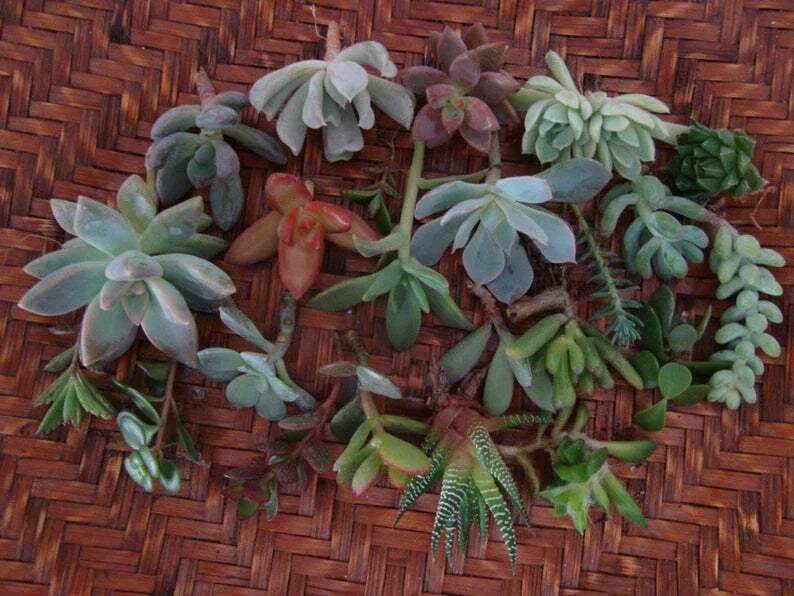20 Assorted Succulent Cuttings 2" Organic Live Plant Trimmings for DIY Arrangements, Indoor Outdoor Garden, Cactus & Succulent Varieties