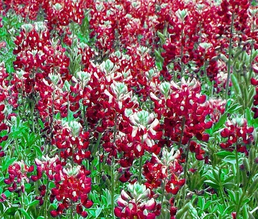 Texas Bluebonnet Seeds - 100 Bulk Maroon Red Lupinus texensis Wildflower Seeds