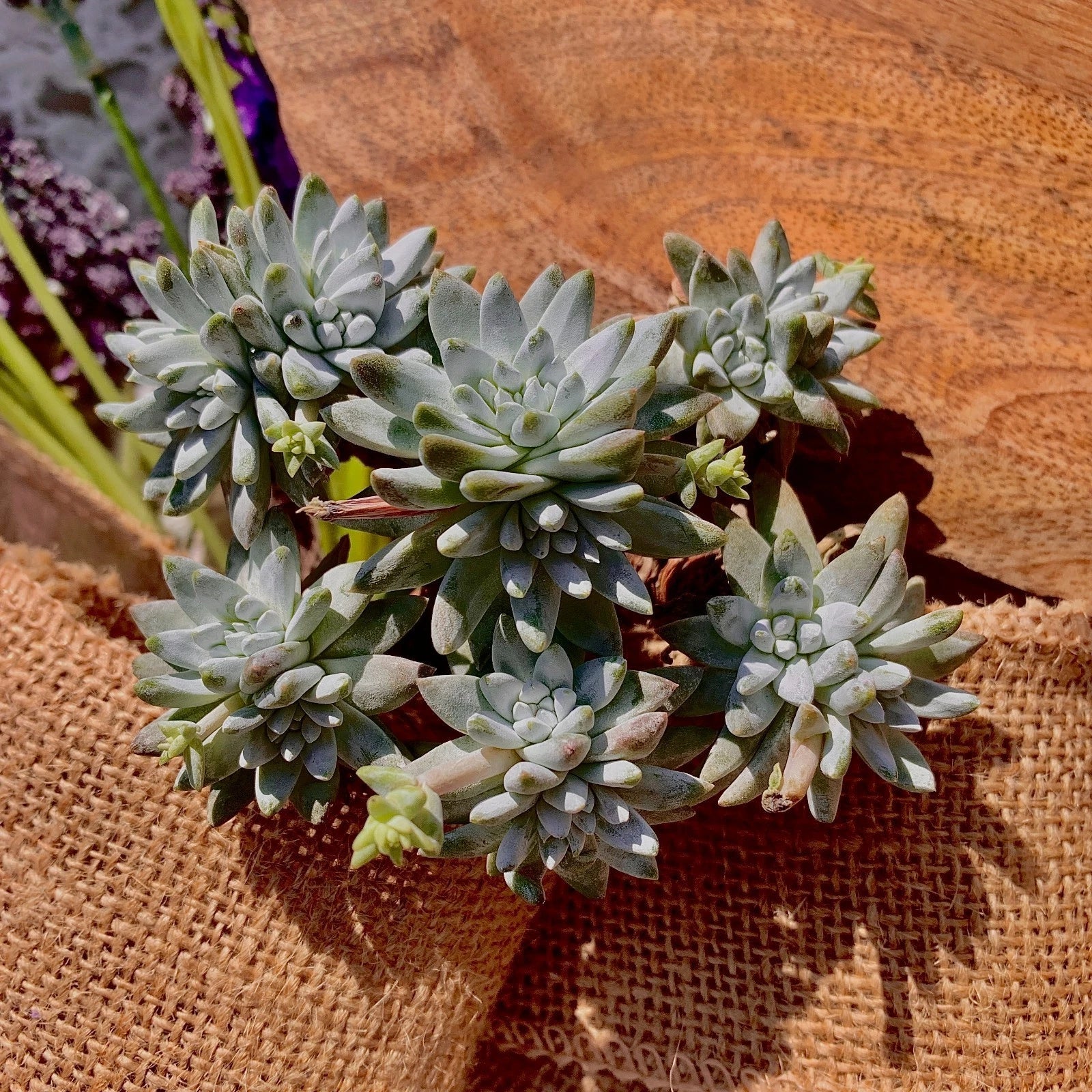 Dudleya gnoma Succulent Plant 3-Inch Green Live Plant, Rare Indoor or Outdoor Crassulaceae