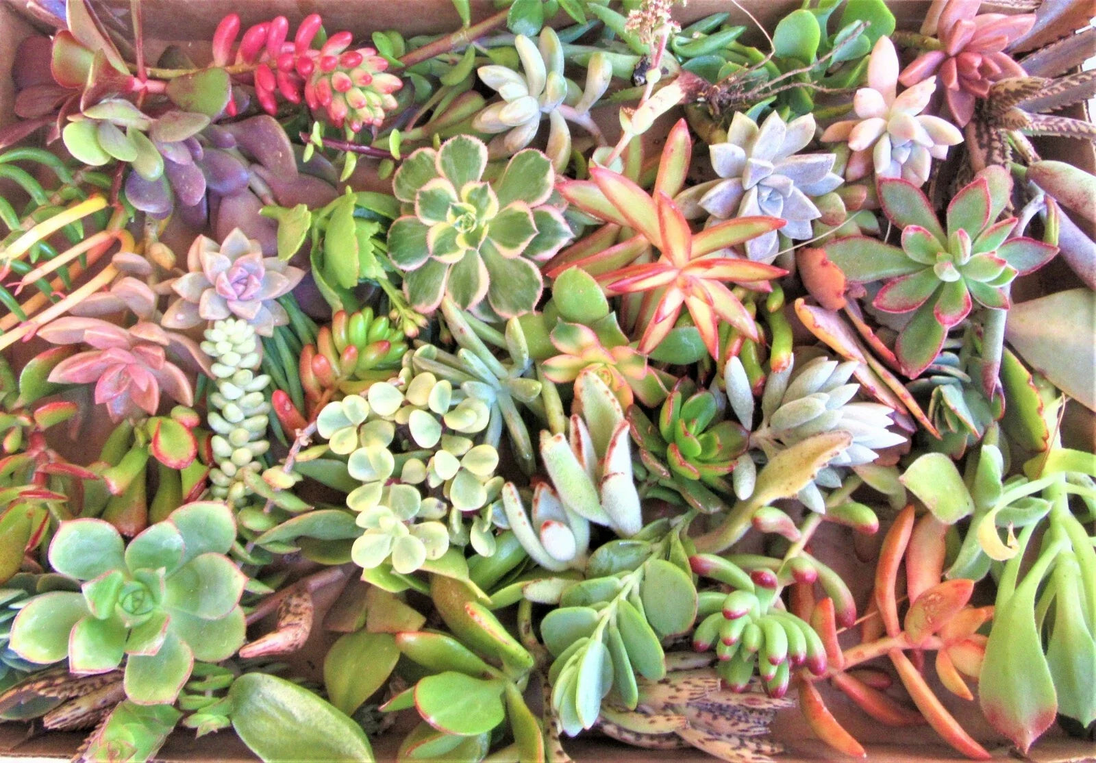 Succulent Cuttings 15 Varieties 2-4 Inches for Propagation, Gardening & Home Decor - Echeveria, Sedum, Crassula