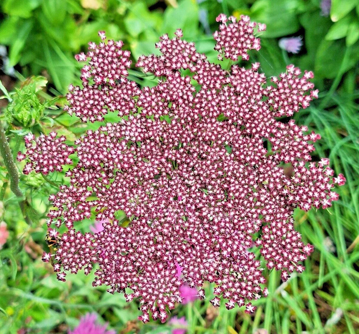 Purple and Pink Queen Anne's Lace Seeds - 100 Pack, Daucus carota purpura, Wildflower Garden Flower Seeds
