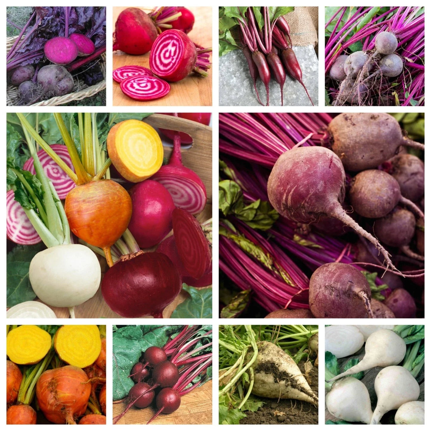 Beet Seeds Collection - 10 Varieties Non-GMO Heirloom & Hybrid Beta vulgaris Seed Packets