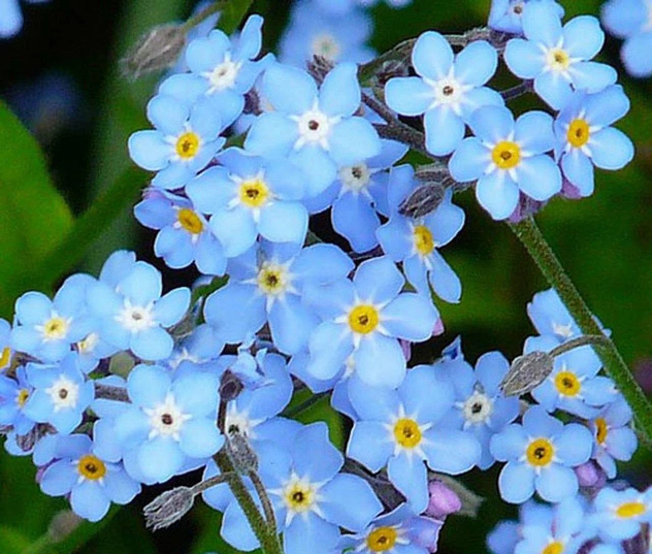 Forget Me Not Seeds - 401+ Blue Woodland Wildflowers for Spring & Summer - Myosotis spp.