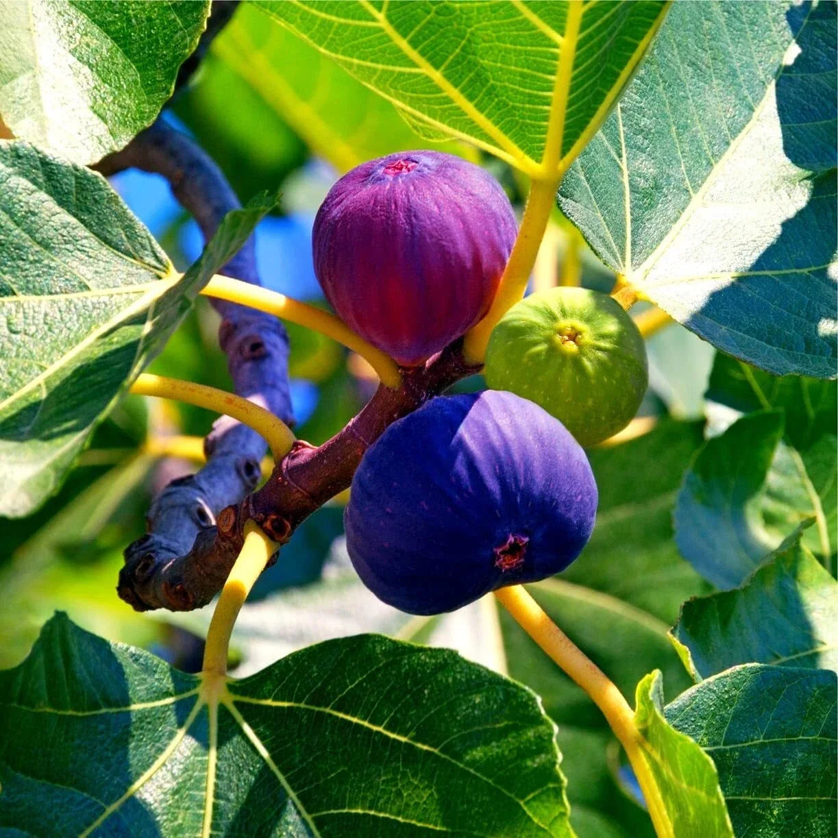 Edible Fig Tree Seeds - 10 Pack Ficus carica Non-GMO Heirloom Fruit-Bearing Seeds