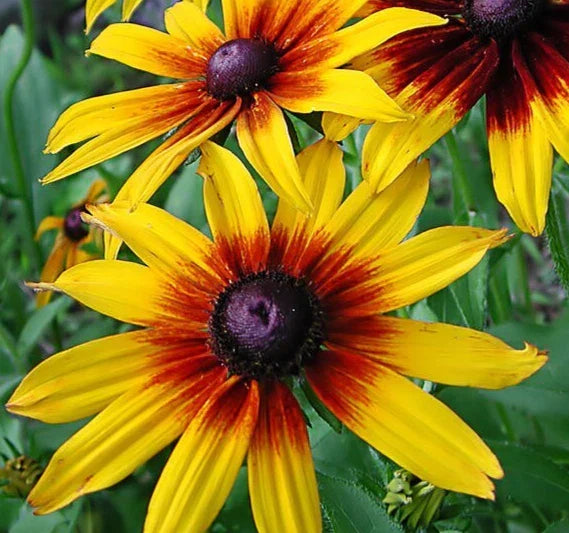 Gloriosa Daisy Seeds - 2000+ Rudbeckia hirta Biennial Wildflower for Bees