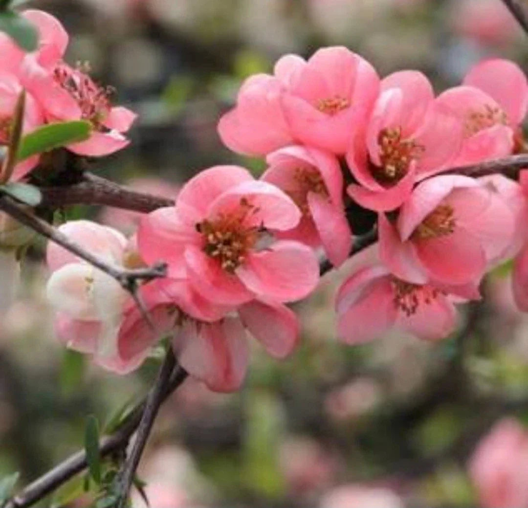 Pink Flowering Quince Tree Sapling - Bare Root Chaenomeles speciosa for Gardens