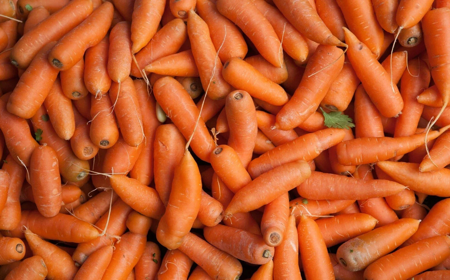 Tendersweet Carrot Seeds – Organic Heirloom Daucus carota sativus – Sweet Flavor, 1000 Pack for Gardening & Harvesting