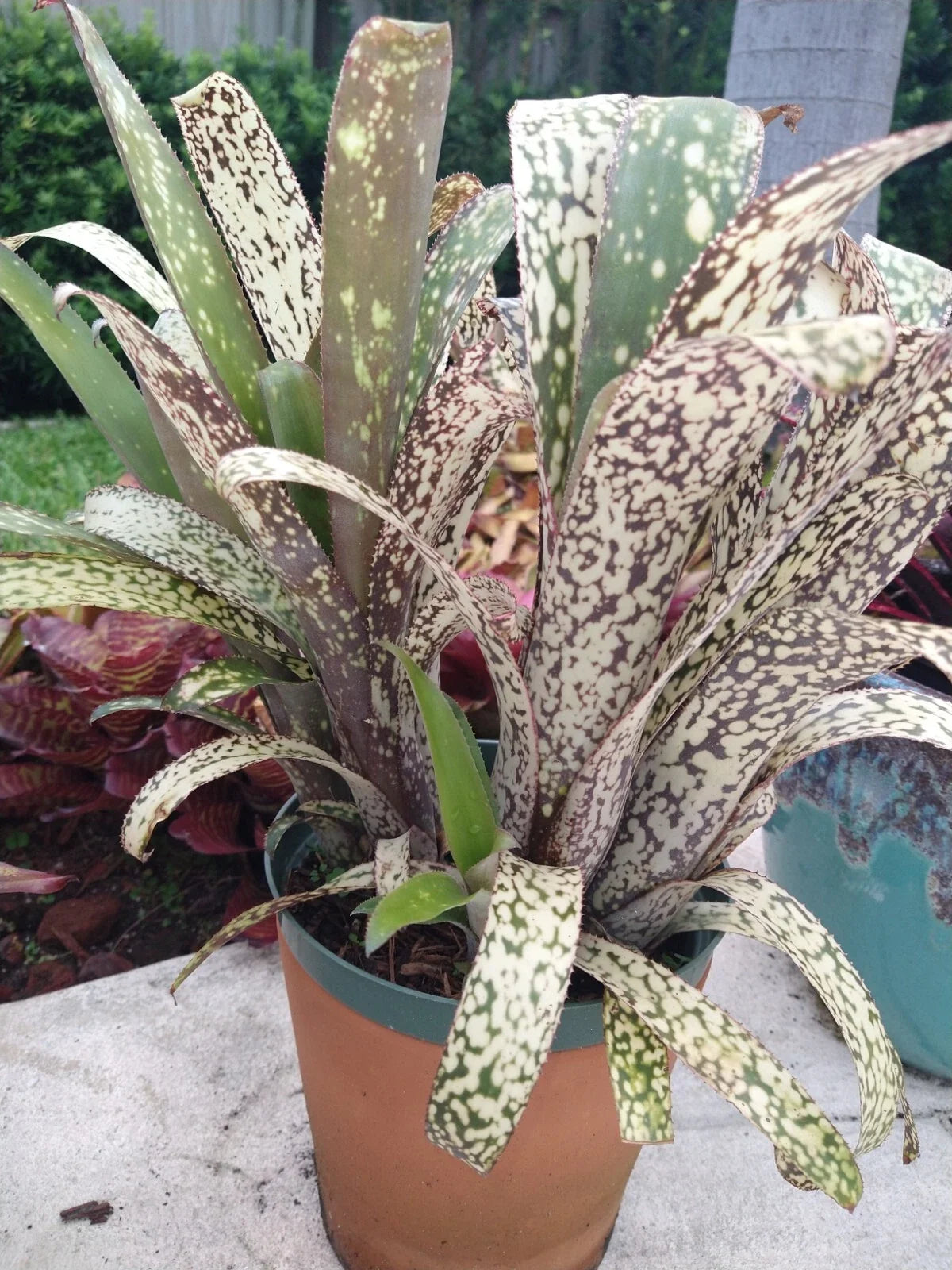 Billbergia CASA BLANCA Bromeliad Plant - Tropical Indoor Houseplant - Exotic Green Foliage - Billbergia nutans
