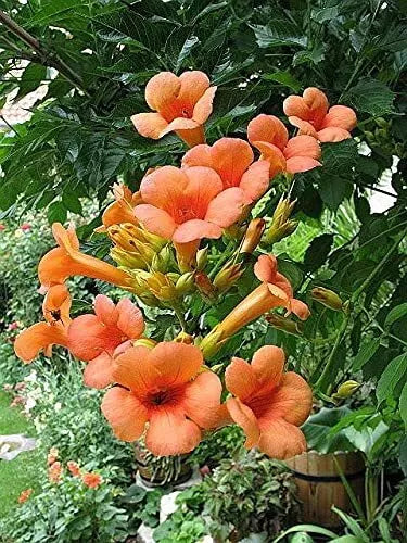 Creeper Vine Seeds - 25 Pack - Orange Hummingbird Trumpet - Campsis radicans Climbing Vine for Garden, Pollinator Attractant