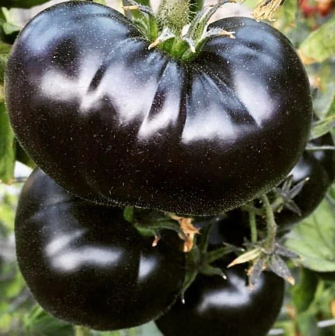 Black Sea Man Tomato Seeds - Organic Heirloom Solanum lycopersicum - 10+ Seeds