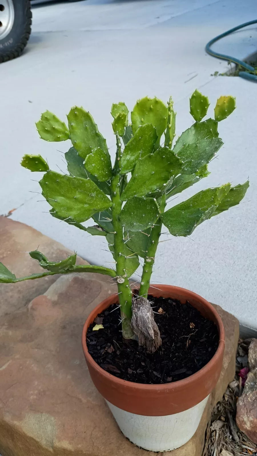 Brazilian Prickly Pear Cactus Live Plant with Roots – Opuntia ficus-indica – Indoor/Outdoor Drought-Resistant Succulent