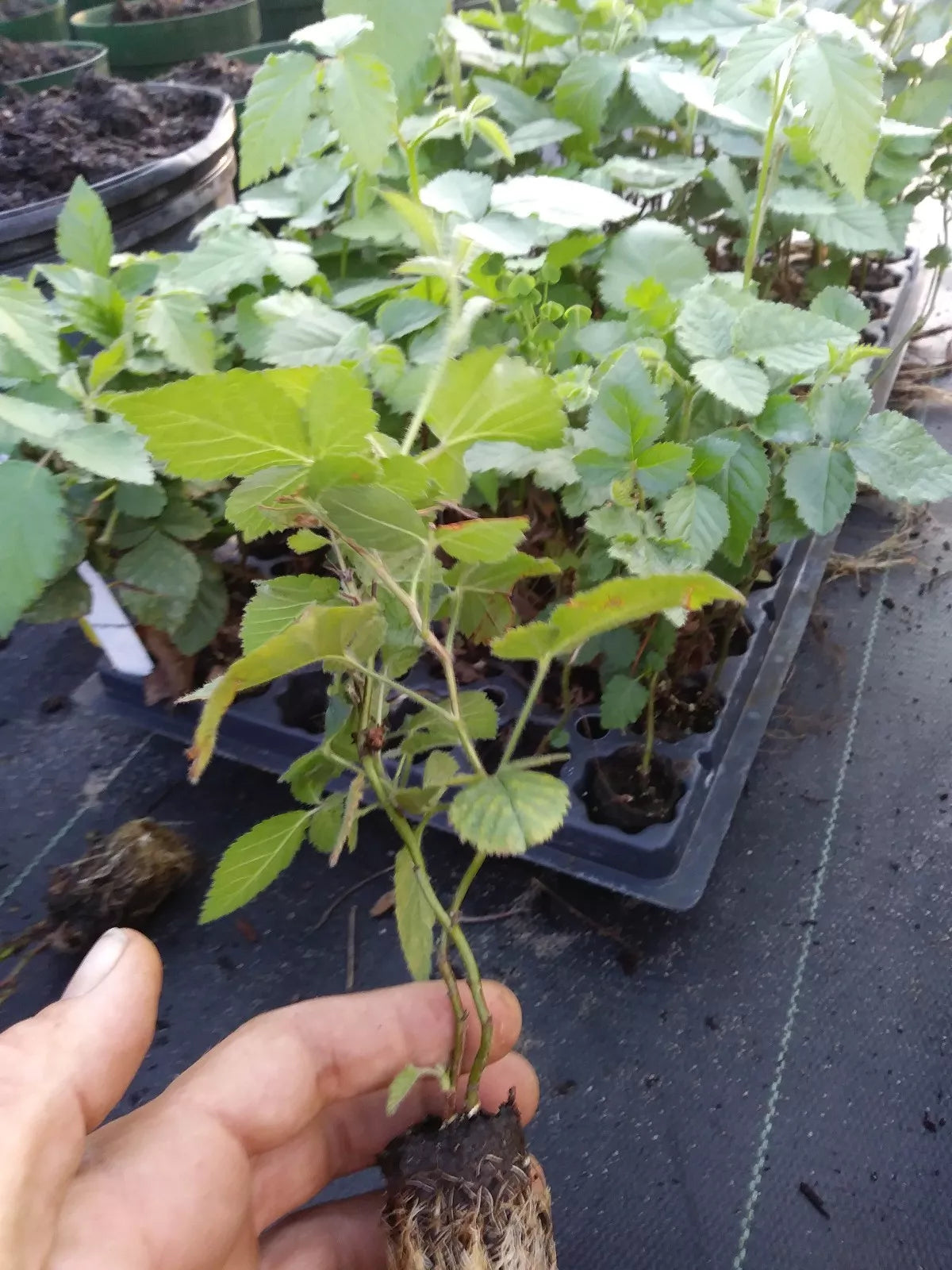 Thornless Blackberry Plants 3-Pack | Sweetie Pie Rubus fruticosus | Pesticide-Free, Non-GMO, Fruit Producing Starter Plants