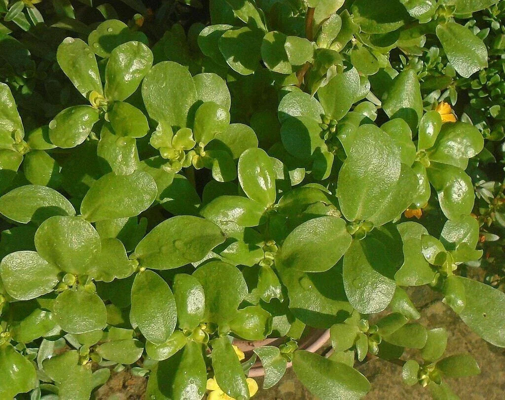 Golden Purslane Seeds - High Omega 3 Portulaca Sativa Non-GMO with Tracking