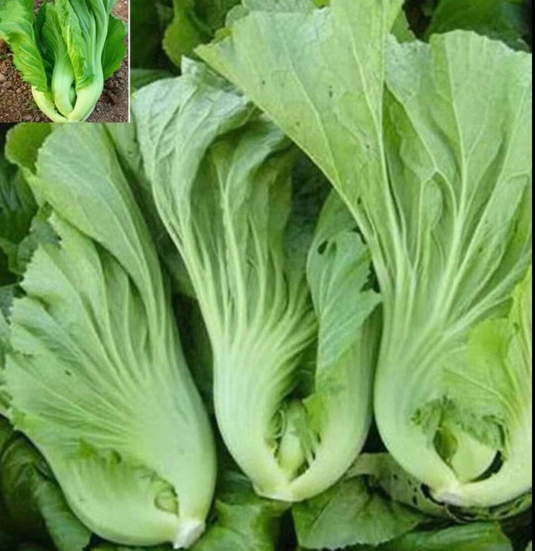 Chinese Mustard Seeds Pack | Brassica juncea | Edible Greens for Salads & Cooking