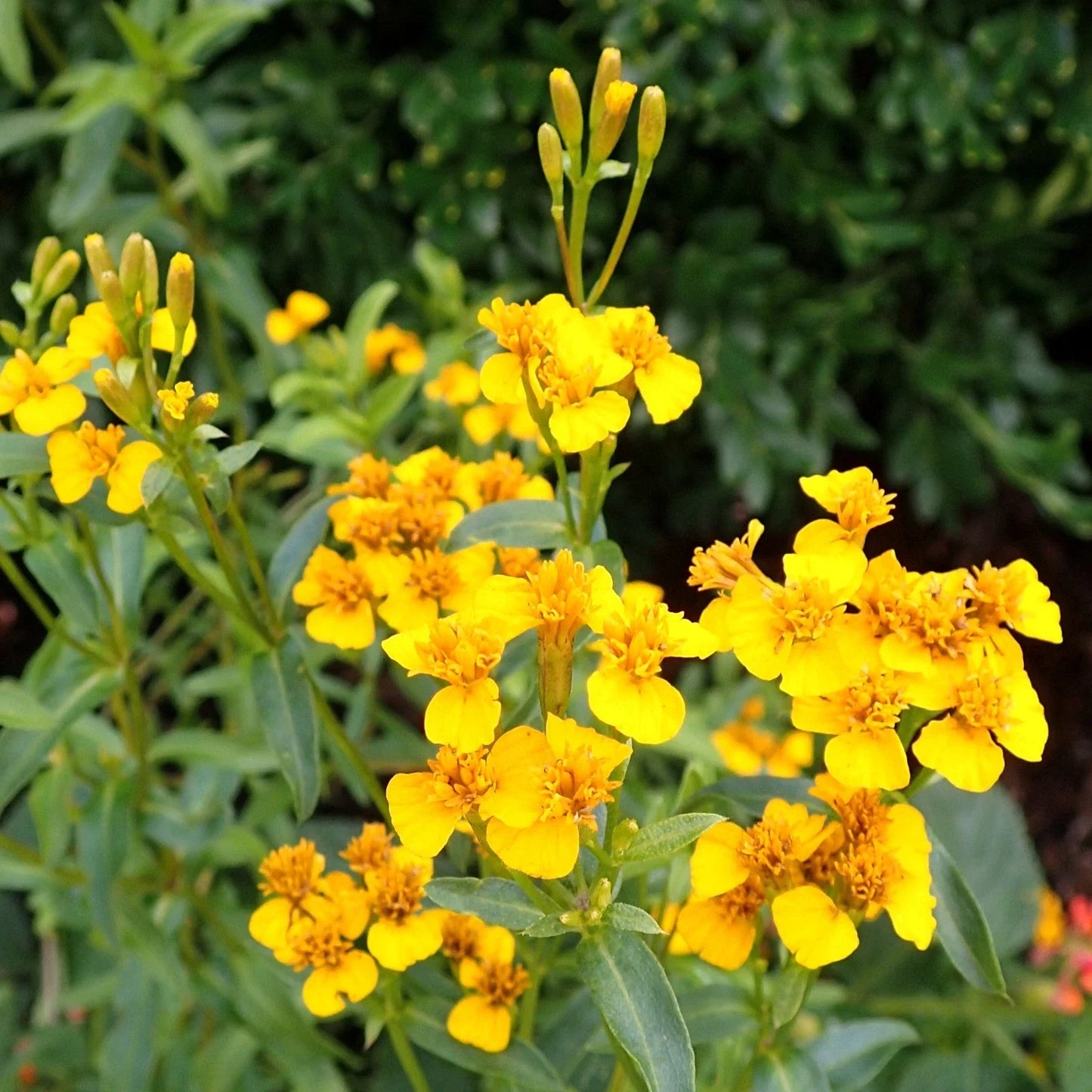 Mexican Tarragon Seeds - Aromatic Herb for Culinary Gardens - Tagetes lucida - Spanish Mint Seeds for 2025 Planting