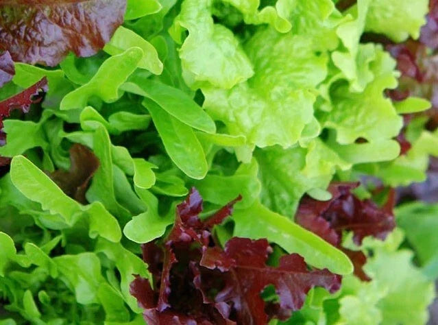 Heirloom Lettuce Leaf Blend Microgreens Seeds - 8 Varieties Non-GMO Lactuca sativa 1000 Seeds for Salad Garnish Indoor & Outdoor Cultivation