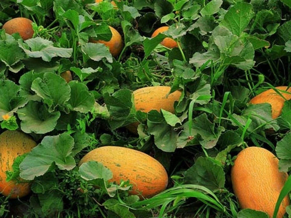 Chinese Hami Melon Seeds - Large Sweet & Crunchy Fruit, 20 Seeds, Cucumis melo var. reticulatus, Vining Plant, Garden or Greenhouse