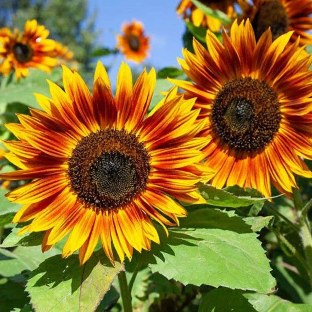 RattleFree Sunflower Seeds 50 Pack Heirloom Red Non-GMO Helianthus annuus for Garden Planting