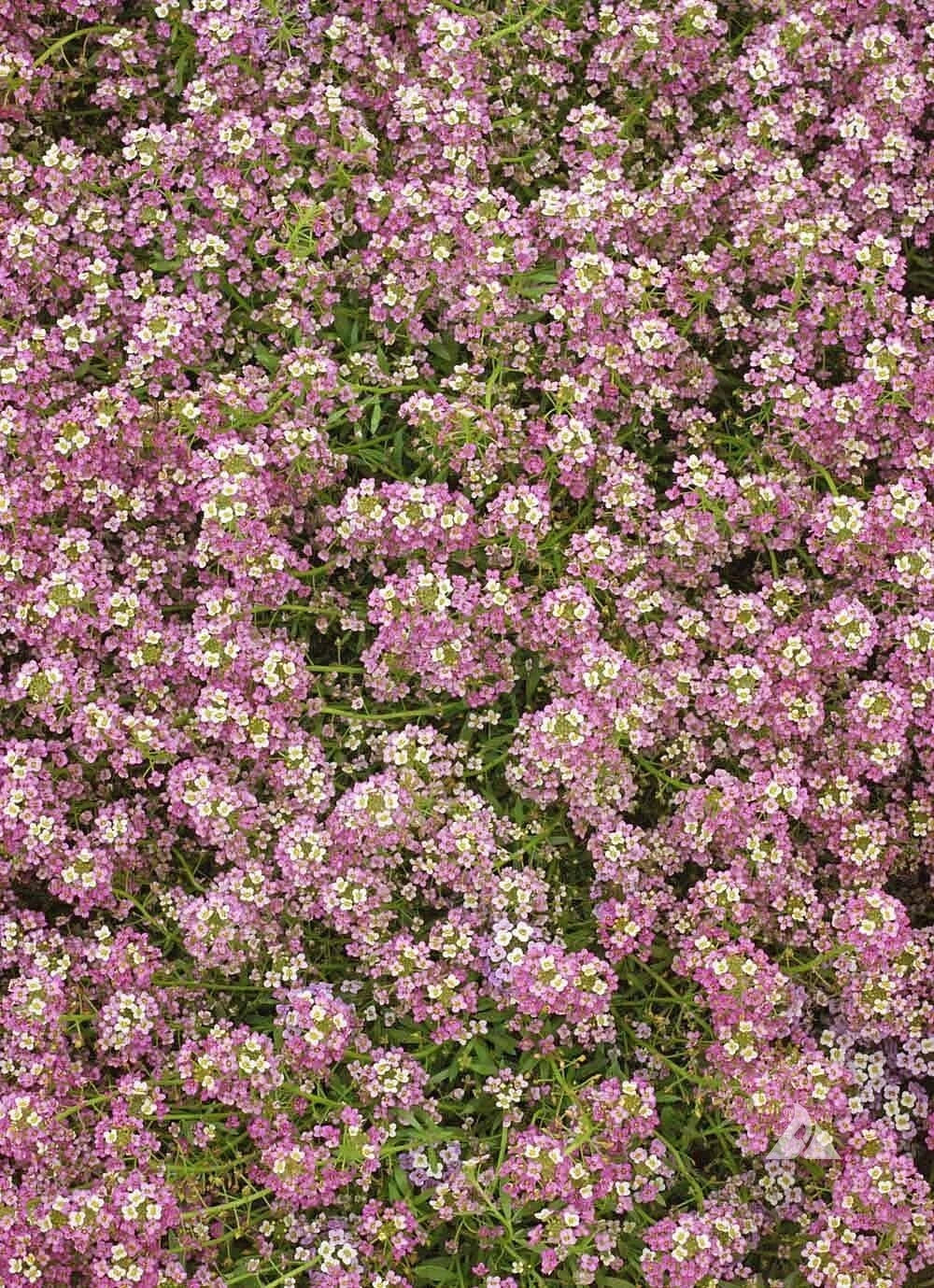 Dwarf Pink Alyssum Seeds - Lobularia maritima Groundcover, Fragrant, Non-GMO, 1000 Seeds for Borders, Containers & Garden Beds