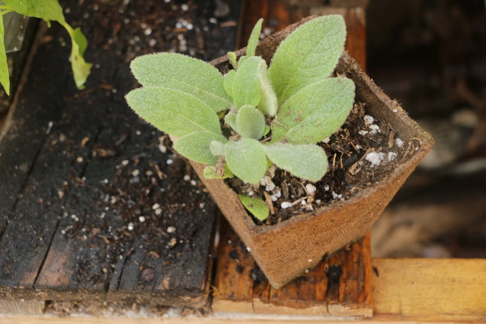 Live Mullen Plants in 4-Inch Pots | Verbascum thapsus Perennial Flowers for Pollinator Gardens