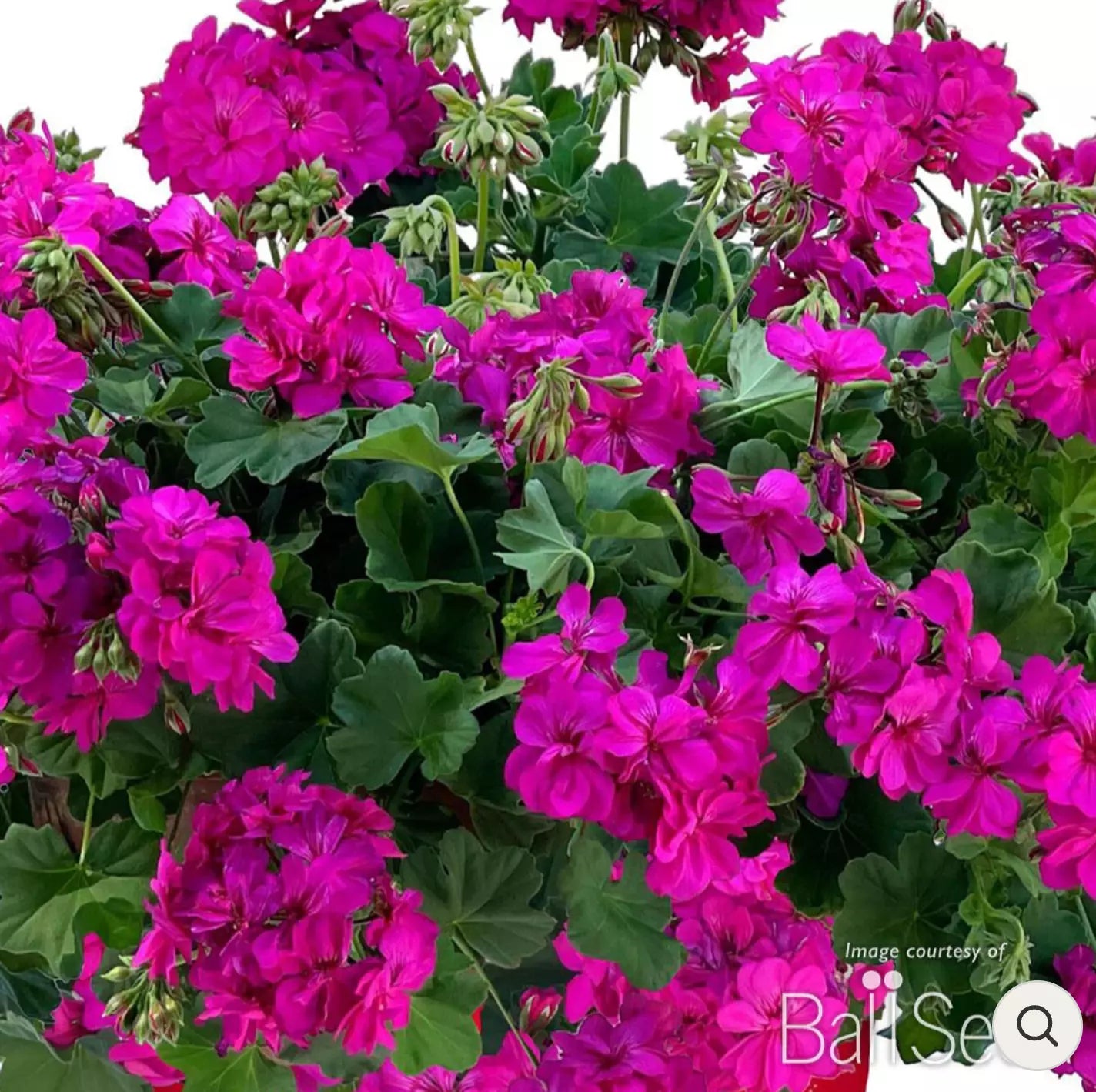 Geranium Zonal Calliope Cascade Violet Live Annual Plants, 4" Starter Plugs, Hummingbird & Butterfly Attracting, Semi-Trailing Pelargonium