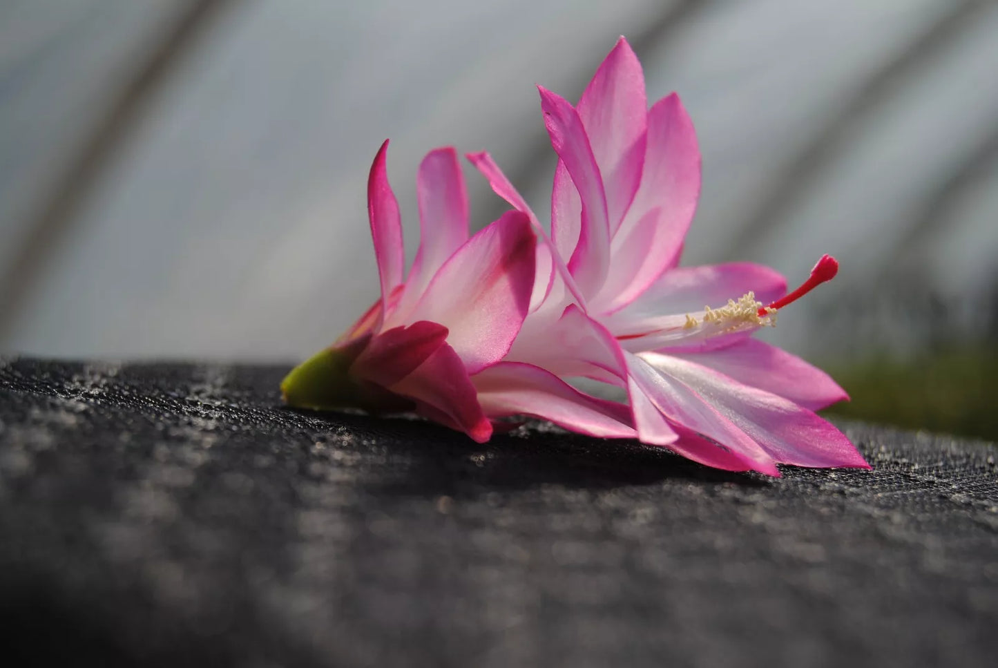 Christmas Cactus Starter Plant - Angel Wings Schlumbergera Truncata - Well-Rooted 4-Inch Pot Indoor Houseplant